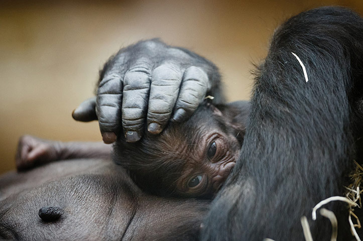 http://static.guim.co.uk/sys-images/Guardian/Pix/pictures/2012/12/28/1356726939511/Baby-Gorilla-Born-In-Prag-018.jpg