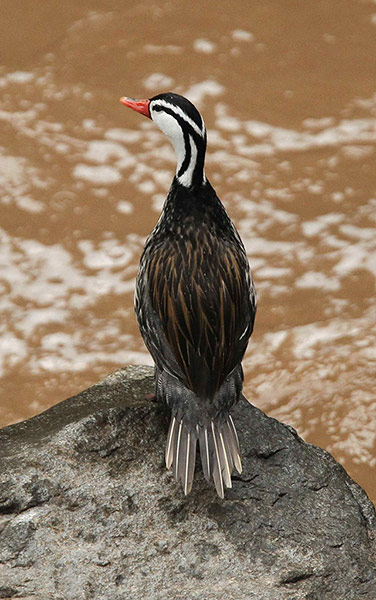 http://static.guim.co.uk/sys-images/Guardian/Pix/pictures/2012/12/6/1354824046578/View-of-a-torrentes-duck--004.jpg