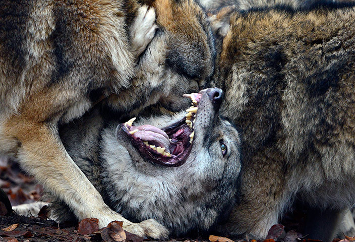 http://static.guim.co.uk/sys-images/Guardian/Pix/pictures/2012/12/6/1354824056787/wolves-at-Animal-Park-007.jpg