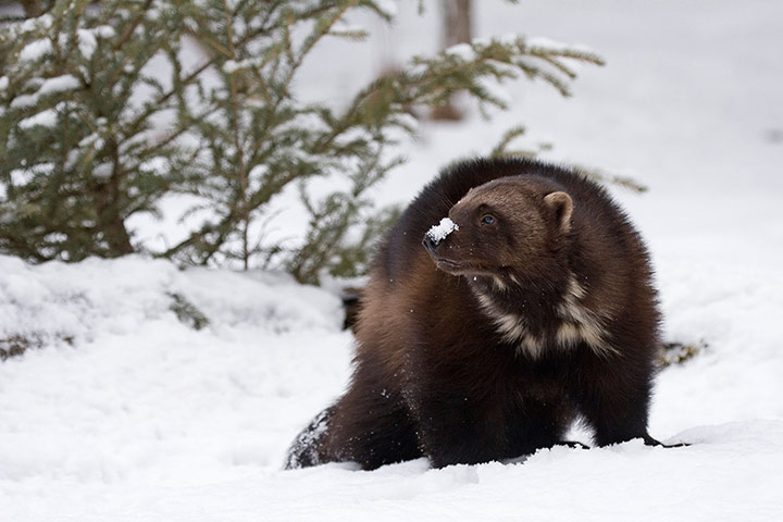 http://static.guim.co.uk/sys-images/Guardian/Pix/pictures/2012/12/6/1354824104813/wolverine-in-winter-016.jpg