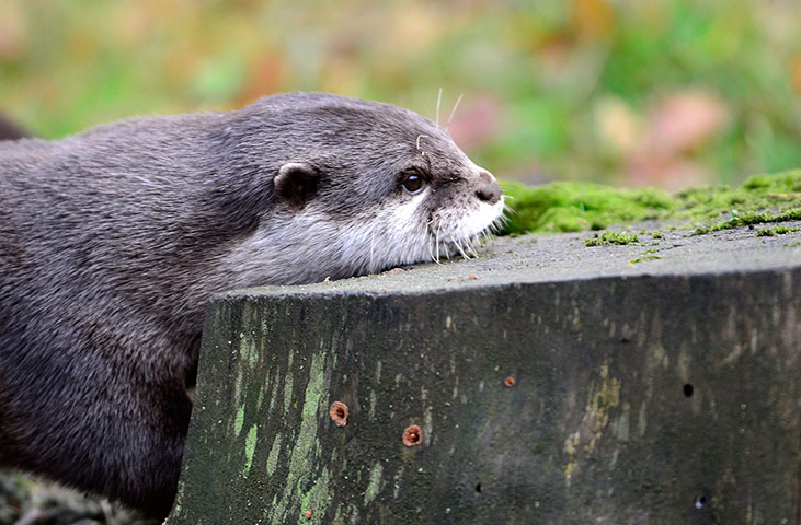 http://static.guim.co.uk/sys-images/Guardian/Pix/pictures/2012/12/7/1354889586368/Otter-at-Animal-Park-005.jpg