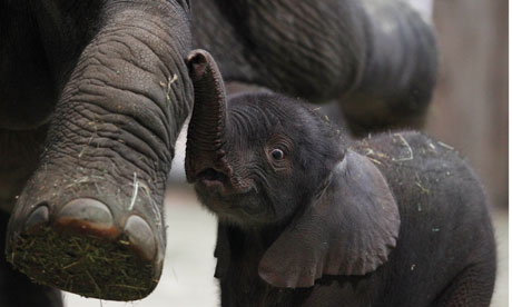 A-baby-elephant-and-its-m-007.jpg