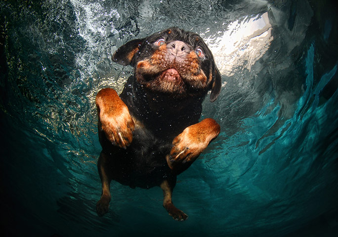 http://static.guim.co.uk/sys-images/Guardian/Pix/pictures/2012/2/13/1329137875084/A-rottweiler-swims-around-026.jpg