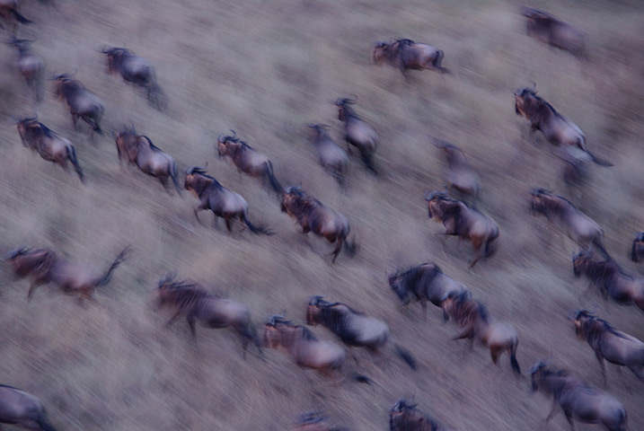 Feb 12 Been there comp: The great migration across the Maasai Mara, Kenya