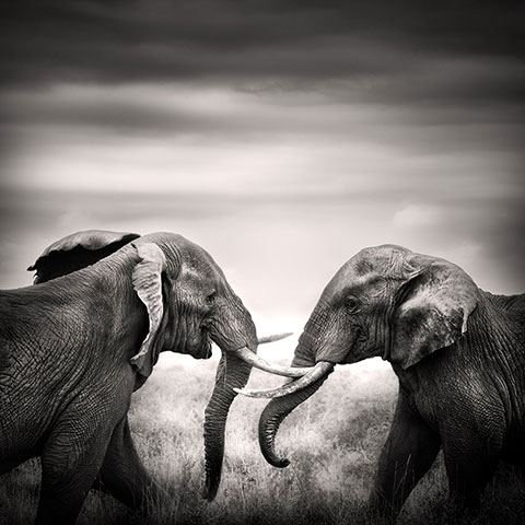 Feb 12 Been there comp: Two Elephants in Tsavo East national park, Kenya