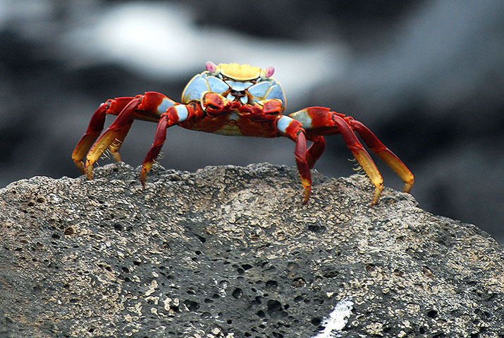 Feb 12 Been there comp: Ecuadorean crab