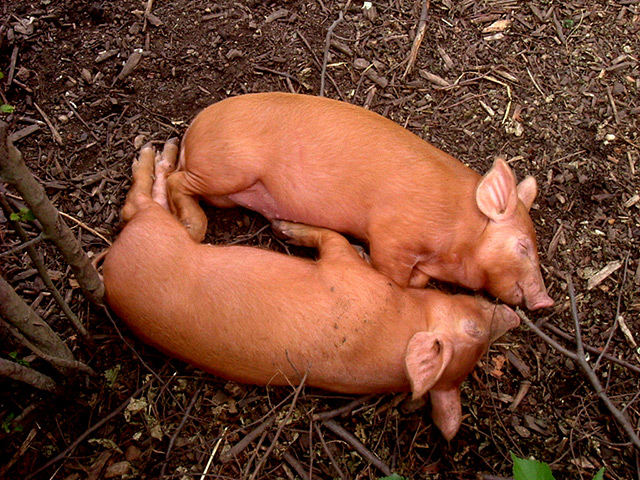 Feb 12 Been there comp: Sleeping pigs