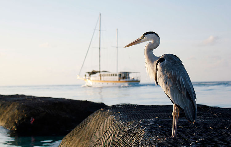 Feb 12 Been there comp: 