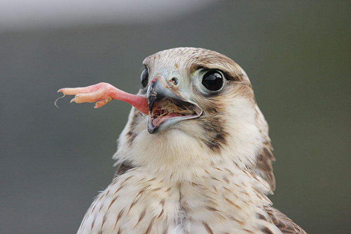 Feb 12 Been there comp: A bird of prey eats its lunch