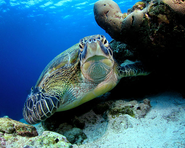 Feb 12 Been there comp: turtle in the Maldives