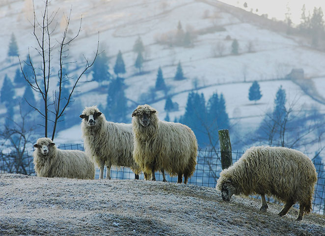 Feb 12 Been there comp: Grazing sheep