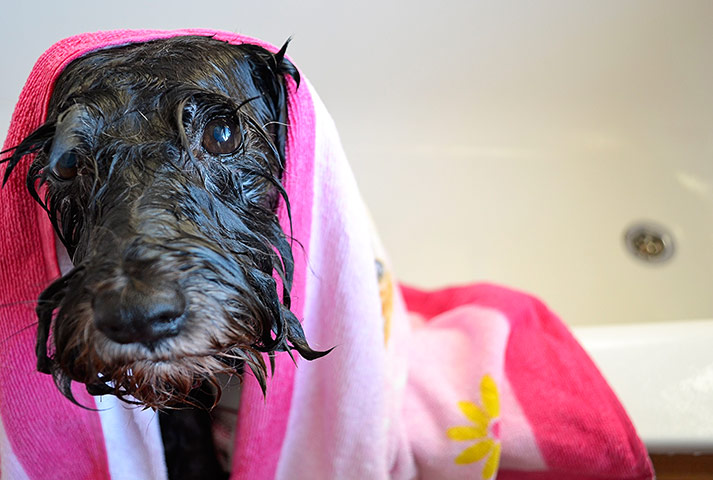 Wet-dog-in-towel-001.jpg
