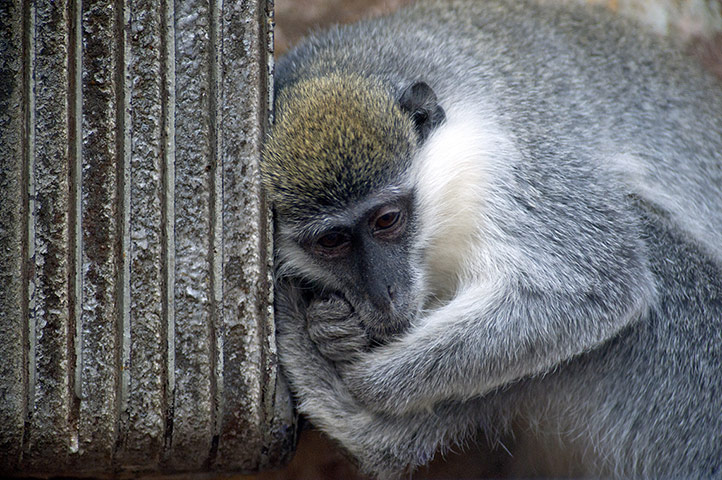 http://static.guim.co.uk/sys-images/Guardian/Pix/pictures/2012/2/9/1328814442823/Monkeys-Seek-Refuge-From--007.jpg