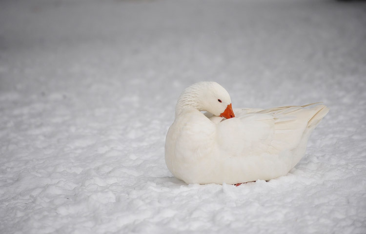 http://static.guim.co.uk/sys-images/Guardian/Pix/pictures/2012/2/9/1328814446542/A-goose-rests-on-the-wint-009.jpg