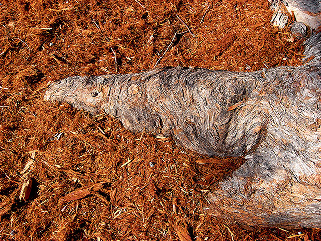 John Pawson Photos: John Pawson A Visual Inventory, published by Phaidon, Roots of a tree