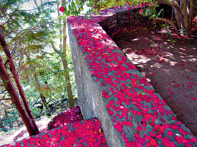 John Pawson Photos: John Pawson A Visual Inventory, published by Phaidon, red camellia petals