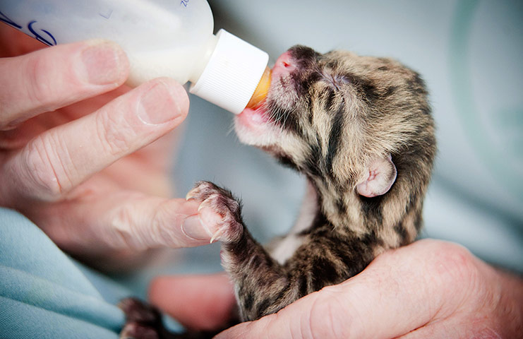 http://static.guim.co.uk/sys-images/Guardian/Pix/pictures/2012/3/19/1332163684211/newborn-clouded-leopard-c-001.jpg