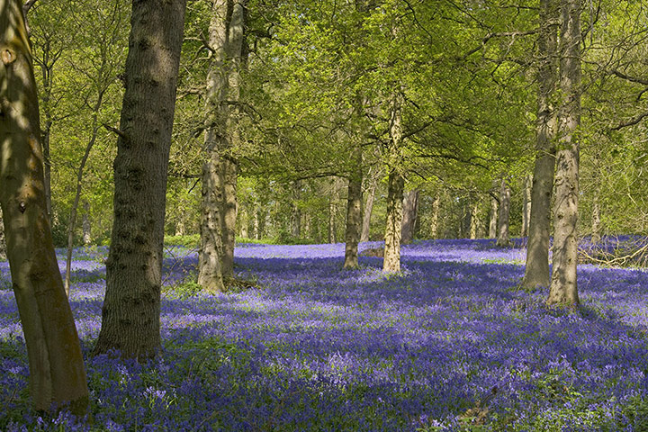 spring sites: Bluebells Blickling Great Wood Norfolk  