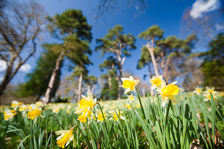 spring sites: Wild Daffodils in Dora's field at Rydal in the Lake District UK