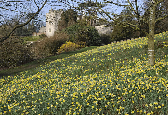 spring sites: Daffodils at Sizergh Castle, Cumbria