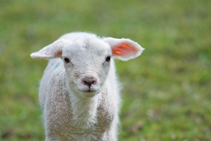 http://static.guim.co.uk/sys-images/Guardian/Pix/pictures/2012/3/21/1332347643207/Spring-lamb-003.jpg