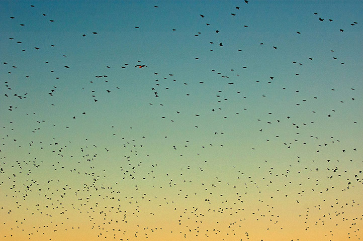 spring sites: Flock of swallows flying together at sunset.