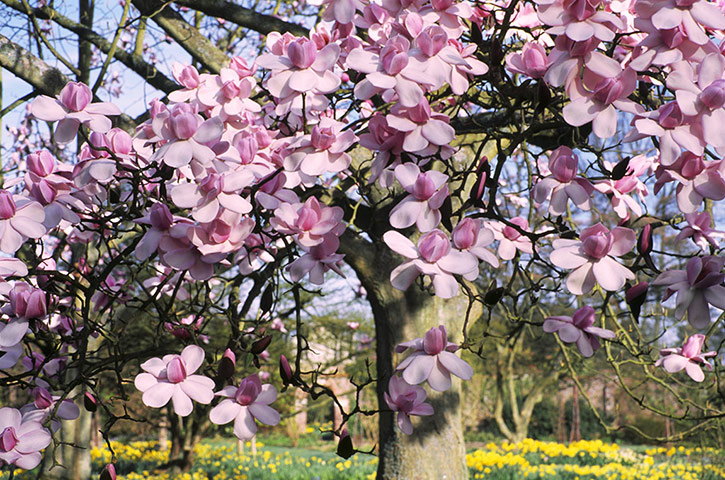 spring sites: Magnolia tree in bloom at Nymans Garden, West Sussex