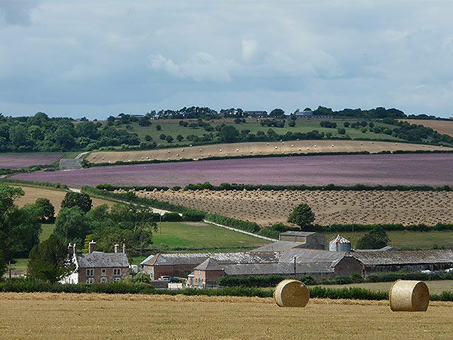 spring sites: Launceston Farm