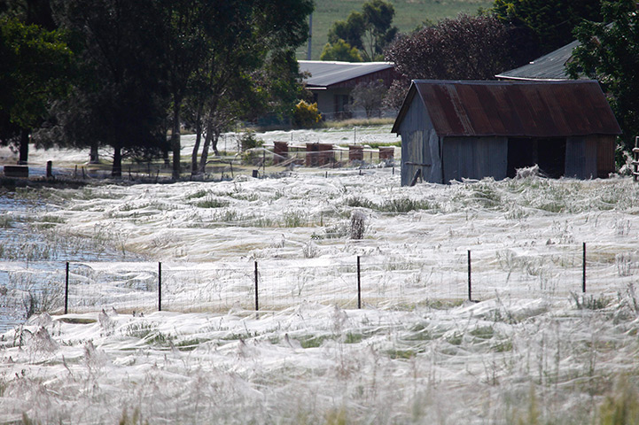 Wagga-Wagga-Australia-Tho-013.jpg