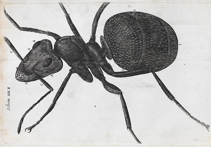 The Royal Society:  a microscopic view of an ant from Robert Hooke