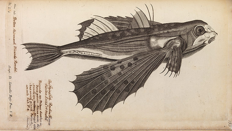 The Royal Society: Study of a flying fish from De historia piscium libri quatuor