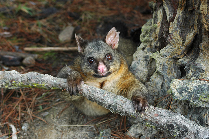 http://static.guim.co.uk/sys-images/Guardian/Pix/pictures/2012/4/20/1334927621527/a-brush-possum-on-New-Zea-003.jpg