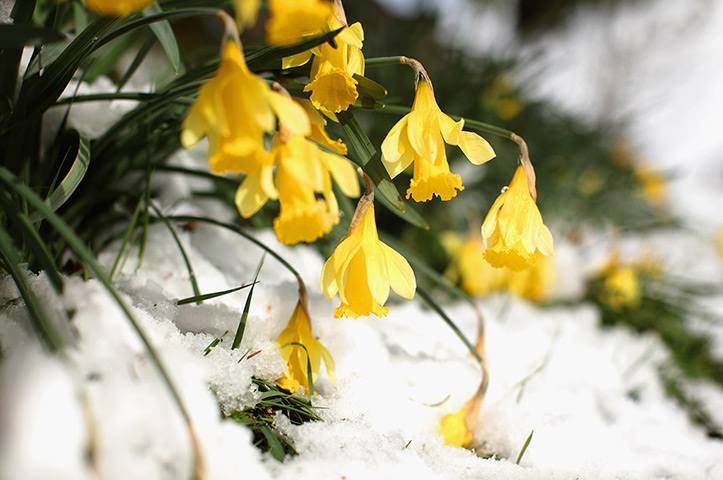Spring snow in the north - in pictures | UK news | The Guardian