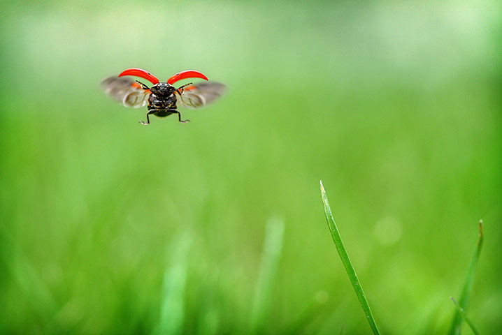 http://static.guim.co.uk/sys-images/Guardian/Pix/pictures/2012/4/4/1333568087333/Ladybug-In-Flight-Week-in-010.jpg