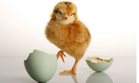chick-and-egg-008.jpg