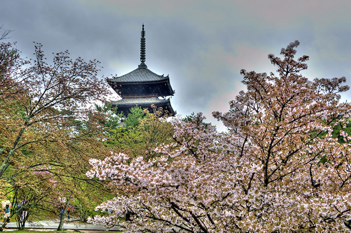 Kyoto gallery: Rising above the Sakura