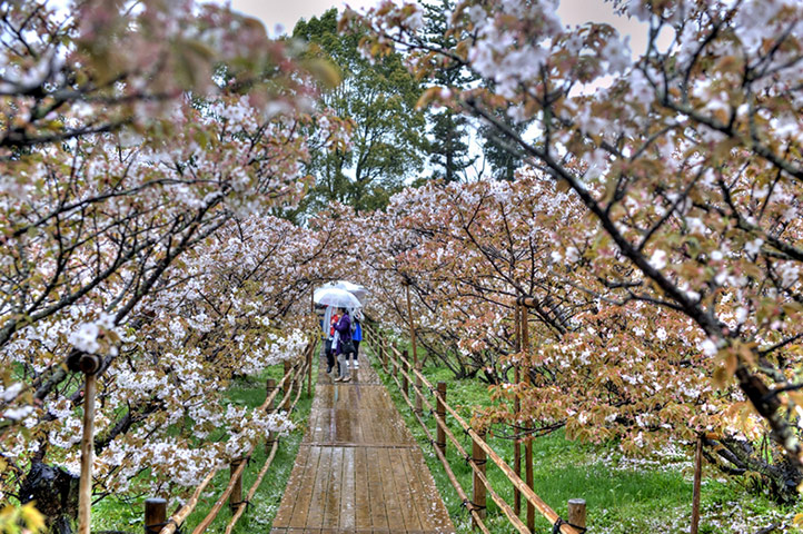 Kyoto gallery: A walkway of sakura