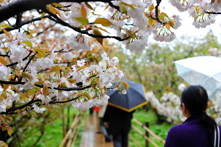 Kyoto gallery: It might have bee raining, but there were lots of people out