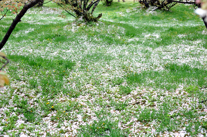 Kyoto gallery: Sakura falling on the ground