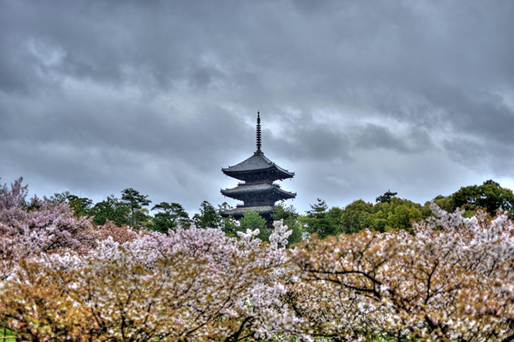 Kyoto gallery: A pagoda rising above the sakura