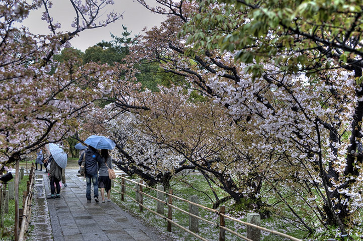 Kyoto gallery: The umbrellas made the scene look all the more interesting