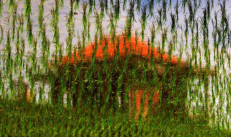 BT May: Rice field, Bali, Indonesia