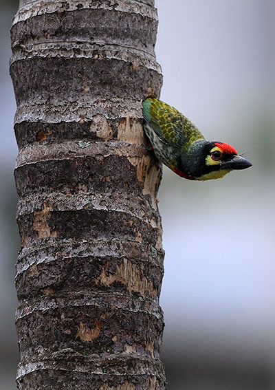 http://static.guim.co.uk/sys-images/Guardian/Pix/pictures/2012/5/4/1336133725346/A-Coppersmith-Barbet-pipi-022.jpg