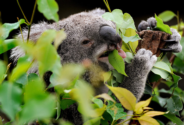 http://static.guim.co.uk/sys-images/Guardian/Pix/pictures/2012/5/4/1336133768120/-A-koala-chews-on-gum-023.jpg