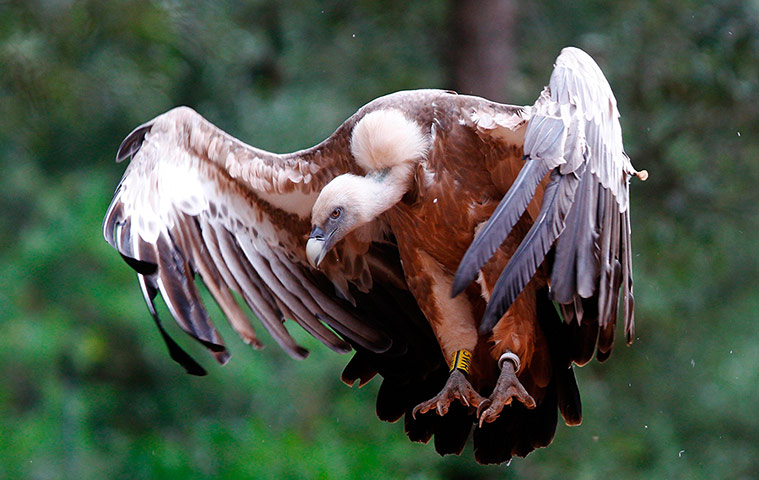 http://static.guim.co.uk/sys-images/Guardian/Pix/pictures/2012/6/15/1339757354869/A-griffon-vulture-on-the--002.jpg