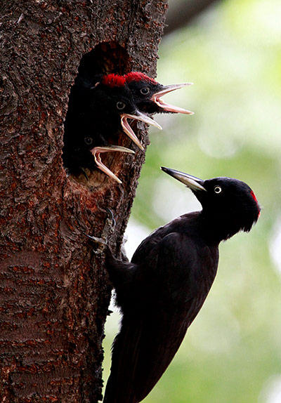 http://static.guim.co.uk/sys-images/Guardian/Pix/pictures/2012/6/15/1339757380707/South-Korea-Black-Woodpec-011.jpg