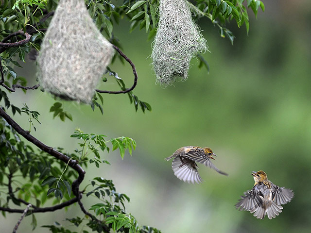 http://static.guim.co.uk/sys-images/Guardian/Pix/pictures/2012/6/22/1340369103780/A-pair-of-weaver-birds-fl-011.jpg