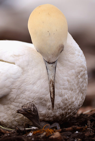 http://static.guim.co.uk/sys-images/Guardian/Pix/pictures/2012/6/22/1340369156216/The-Gannet-Colony-Of-Bass-027.jpg