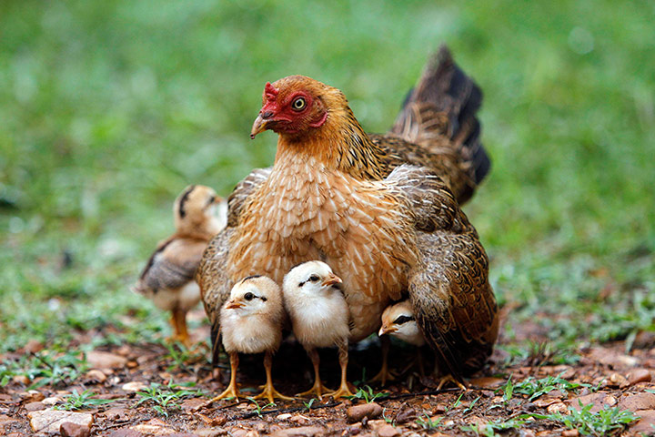 http://static.guim.co.uk/sys-images/Guardian/Pix/pictures/2012/6/22/1340369165977/A-hen-warms-her-chicks-in-030.jpg