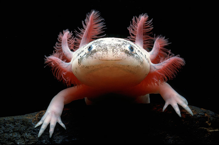 http://static.guim.co.uk/sys-images/Guardian/Pix/pictures/2012/6/22/1340369177536/Mexican-axolotl-034.jpg